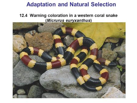 12.4 Warning coloration in a western coral snake (Micrurus euryxanthus) Adaptation and Natural Selection.