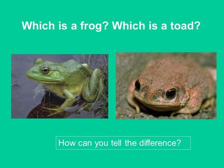 Which is a frog? Which is a toad?