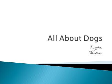 Kaylee, Madison. HealthPage 1 Small Dogs Vs. Big DogsPage 2 JobsPage 3 GlossaryPage 4 IndexPage 5.