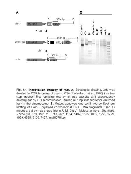 A B M145  mbl::aac  mbl C24  mbl C24 M C24  mbl::aac M145  mbl-2  mbl1 M red sco2450 mbl sco2450 aac frt B........ 5014 bp......... B B...........5657.