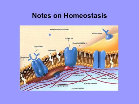 Notes on Homeostasis. Homeostasis – “biological balance” cell(s) keeping a steady state with or in spite of the environment homeo - same stat - steady.