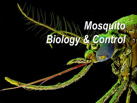 Mosquito Biology & Control