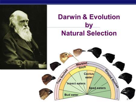 Regents Biology 2006-2007 Insect eaters Bud eater Seed eaters Cactus eater Warbler finch Tree finches Ground finches Darwin & Evolution by Natural Selection.