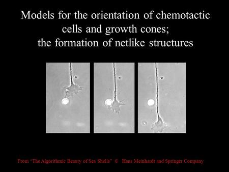 Models for the orientation of chemotactic cells and growth cones; the formation of netlike structures From “The Algorithmic Beauty of Sea Shells” © Hans.