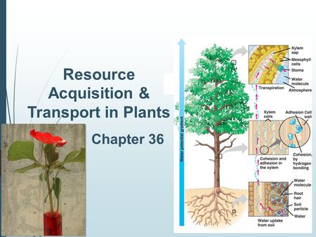 2006- 2007 Resource Acquisition & Transport in Plants Chapter 36.