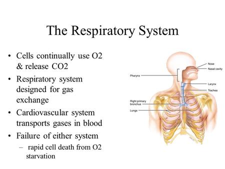 The Respiratory System Cells continually use O2 & release CO2 Respiratory system designed for gas exchange Cardiovascular system transports gases in blood.