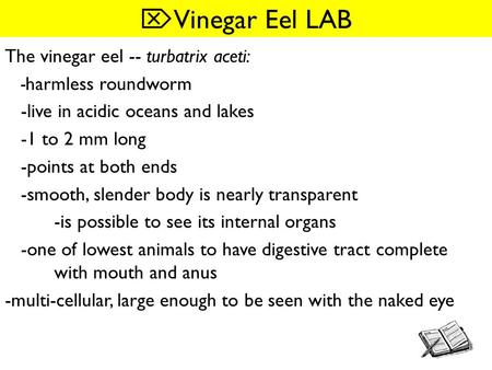 Vinegar Eel LAB The vinegar eel -- turbatrix aceti: -harmless roundworm -live in acidic oceans and lakes -1 to 2 mm long -points at both ends -smooth,