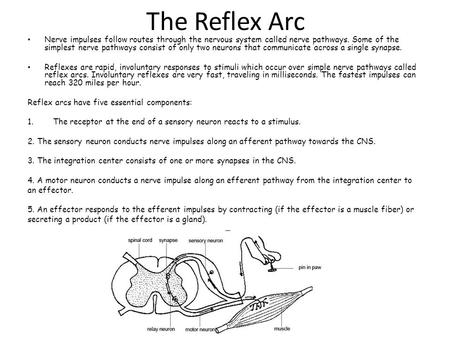 The Reflex Arc Nerve impulses follow routes through the nervous system called nerve pathways. Some of the simplest nerve pathways consist of only two neurons.