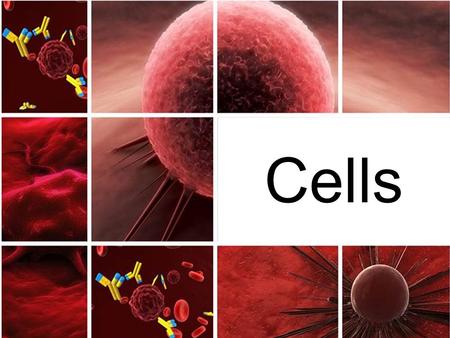 Cells. What’s Inside a Cell? All cells consist of a ___cell membrane that is filled with organelles. Inside the cells of most organisms is a major structure.