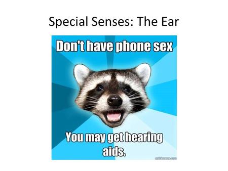 Special Senses: The Ear