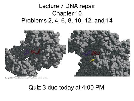 Lecture 7 DNA repair Chapter 10 Problems 2, 4, 6, 8, 10, 12, and 14