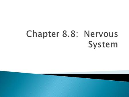  12 pairs  Olfactory Nerves  Sense of smell.