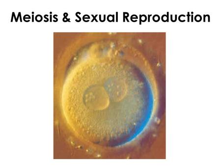 Meiosis & Sexual Reproduction