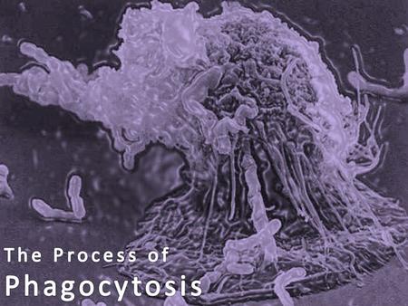 Phagocytes is a collective name for a group of white blood cells which increase by two to four amounts of the original number at the site of infection.