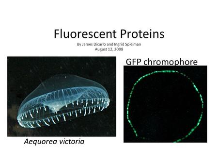 Fluorescent Proteins By James Dicarlo and Ingrid Spielman August 12, 2008 Aequorea victoria GFP chromophore.