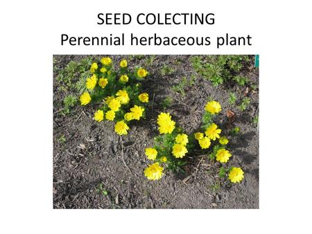 SEED COLECTING Perennial herbaceous plant. COLECTING PLACE Size of appearance – Inheritance True to sort Location and immediate neighbourhood Obtainable.