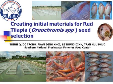 Creating initial materials for Red Tilapia (Oreochromis spp ) seed selection TRINH QUOC TRONG, PHAM DINH KHOI, LE TRUNG DINH, TRAN HUU PHUC Southern National.