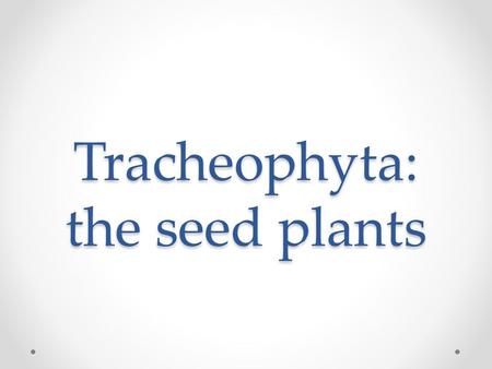 Tracheophyta: the seed plants