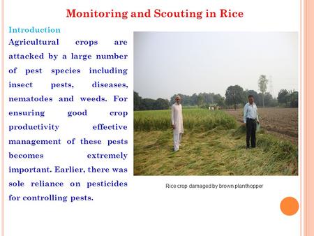 Monitoring and Scouting in Rice Introduction Agricultural crops are attacked by a large number of pest species including insect pests, diseases, nematodes.