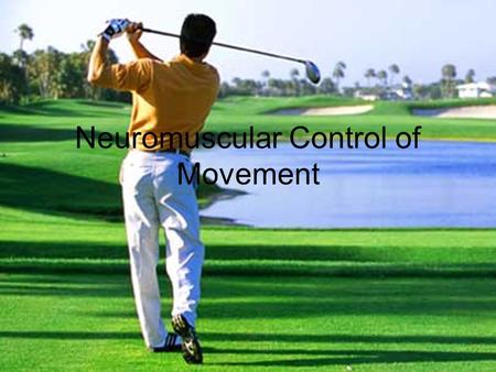 Neuromuscular Control of Movement