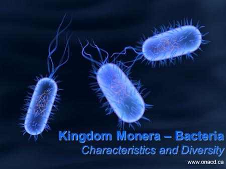 Kingdom Monera – Bacteria Characteristics and Diversity