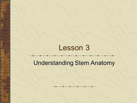 Understanding Stem Anatomy