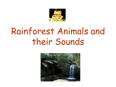 Rainforest Animals and their Sounds. Cockatoo  Cockatoos are a tropical bird They eat nuts from.