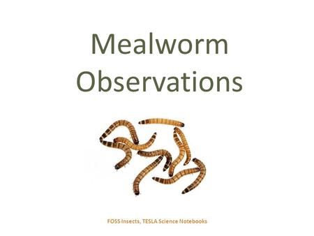 Mealworm Observations