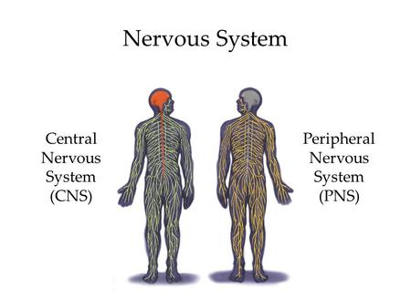 Nervous System Central Nervous System (CNS) Peripheral Nervous System (PNS)