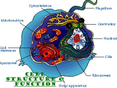 Cell Structure & Function. Discovery of Cells A. History Of Microscopes microscopeThe microscope was developed in the 1600’s, which helped scientists.