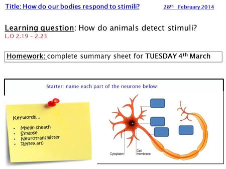 Starter: name each part of the neurone below: