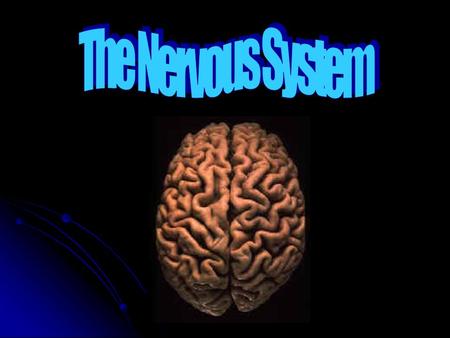 Functions of the Nervous System Master control and communication system of the body Master control and communication system of the body Uses electrical.