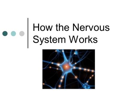 How the Nervous System Works. Learning goals… 1.Describe the electrochemical “action potential”. (5 steps on diagram) 2.Justify why nerve signals are.