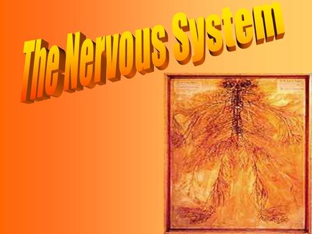 Neurons in brain and spinal cord= Central Nervous System (CNS) Nerves that connect CNS to rest of body= Peripheral Nervous System (PNS)