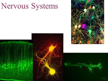 Nervous Systems.