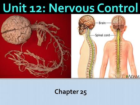 Unit 12: Nervous Control Chapter 25.