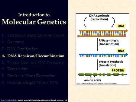 Introduction to Molecular Genetics  Studiju materiāli / MolekularasBiologijas / Ievads MolGen / EN.