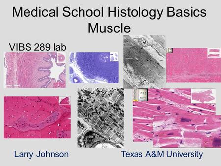 Medical School Histology Basics Muscle