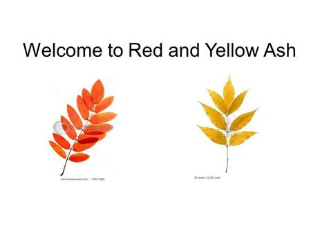 Welcome to Red and Yellow Ash. 2011-2012 Term ECM Autumn 1 Be healthy Enjoy & Achieve Autumn 2 Positive contributions Enjoy & Achieve Spring 1 Stay.