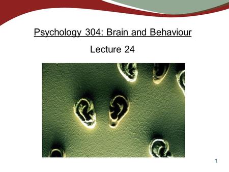 1 Psychology 304: Brain and Behaviour Lecture 24.