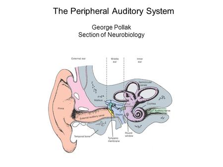 The Peripheral Auditory System George Pollak Section of Neurobiology.