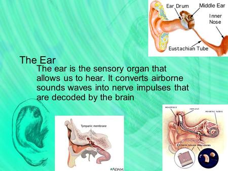 The Ear The ear is the sensory organ that allows us to hear. It converts airborne sounds waves into nerve impulses that are decoded by the brain.