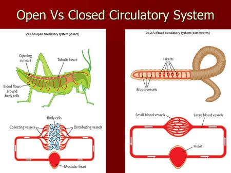 Open Vs Closed Circulatory System