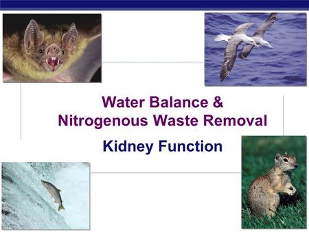 AP Biology 2009-2010 Water Balance & Nitrogenous Waste Removal Kidney Function.