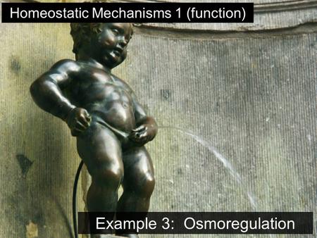 Example 3: Osmoregulation