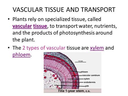 VASCULAR TISSUE AND TRANSPORT