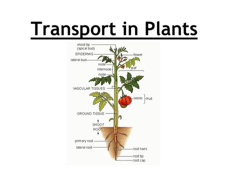 Transport in Plants.