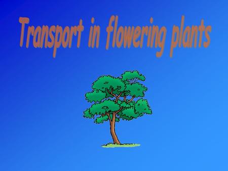 titletitle Transport in flowering plants is provided by vascular tissue xylemphloem transport water substances dissolved in water transport organic nutrients.