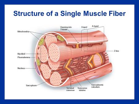 Structure of a Single Muscle Fiber. Skeletal Muscle Fiber Structure Key Points An individual muscle cell is called a muscle fiber A muscle fiber is enclosed.