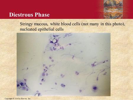 Copyright © 2006 by Elsevier, Inc. Diestrous Phase Stringy mucous, white blood cells (not many in this photo), nucleated epithelial cells.